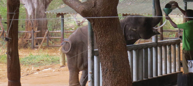 Elephant Transit Home – Udawalawe Elephant Transit Home – Udawalawe