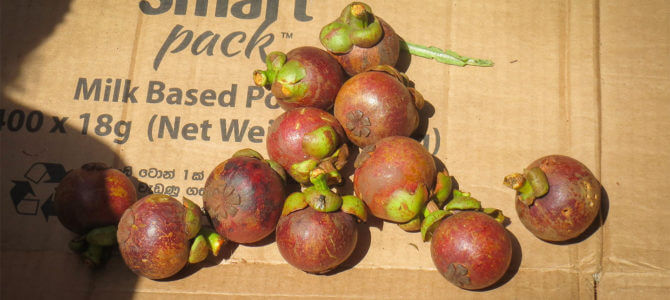 Mangosteen – En frugt du bare MÅ smage Mangosteen – En frugt du bare MÅ smage