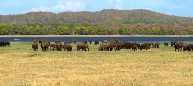 Minneriya National Park Minneriya National Park