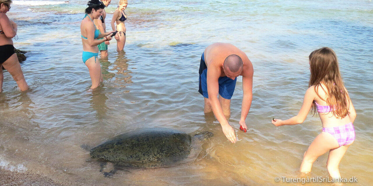 Svøm med havskildpadder i Hikkaduwa