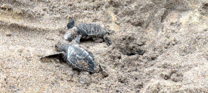 Telwatta Turtle Hatchery, Hikkaduwa Telwatta Turtle Hatchery, Hikkaduwa