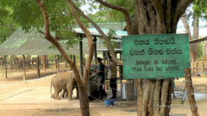 Elephant Transit Home Udawalawe - Be Silent