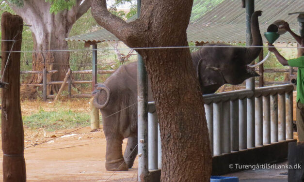 Elephant Transit Home – Udawalawe