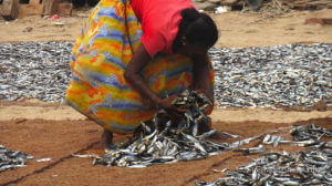 Fiskemarkedet i Negombo