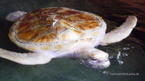 Kosgoda Turtle Hatchery - Albino havskildpadde
