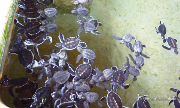 Kosgoda Turtle Hatchery