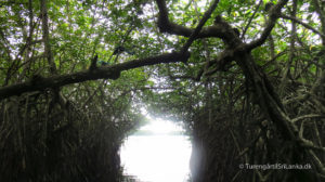 Mangroveskoven i Madu River