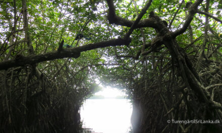 Madu Ganga River Safari