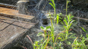 Nine Arch Bridge Demodara - Spider Web