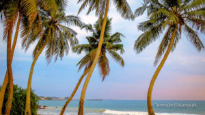 Palmestrand Sri Lanka