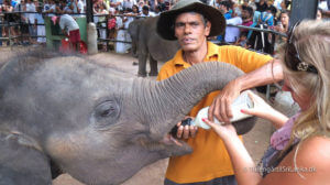 Pinnawala Elephant Orphanage - Elefantbørnehjemmet i Pinnewala