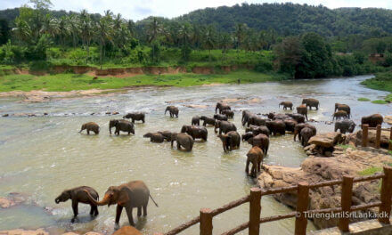 Pinnawala Elephant Orphanage