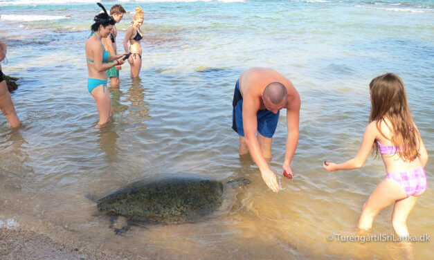 Svøm med havskildpadder i Hikkaduwa