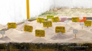 Telwatta Turtle Hatchery
