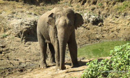 Udawalawe National Park