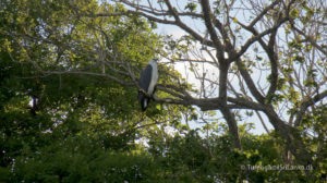 White Bellied Sea Eagle Minneriya National Park