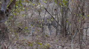 Leoparden vil helst være i fred for mennesker - Her i Yala National Park, Sri Lanka