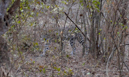 Yala National Park